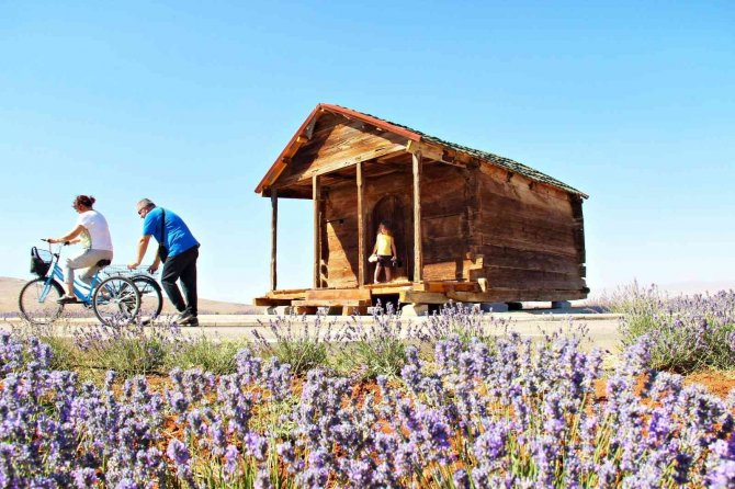 Kahramanmaraş’ta Lavantalar Görsel Şölen Sunuyor
