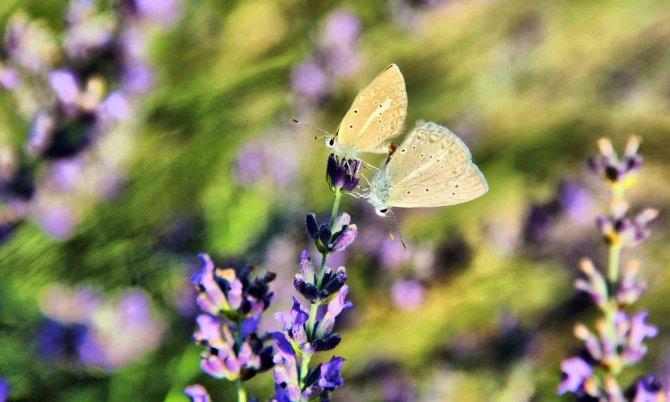 Kahramanmaraş’ta Lavantalar Görsel Şölen Sunuyor