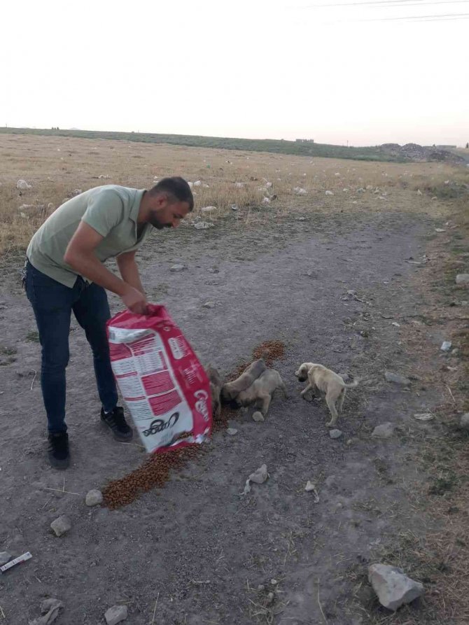 Tomarza’da Sokak Hayvanlarına Yem Bırakıldı