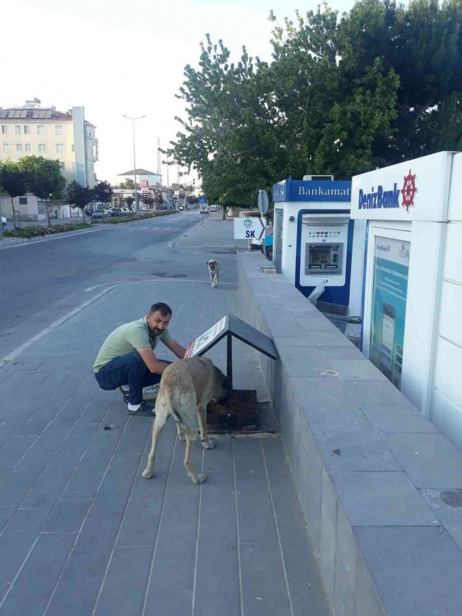 Tomarza’da Sokak Hayvanlarına Yem Bırakıldı