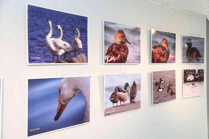 Atakum Belediyesi’nden Nesli Tükenen Kuşlar İçin Fotoğraf Sergisi
