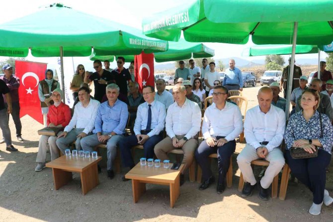 Üzümde Salkım Güvesine Karşı Biyoteknik Mücadele