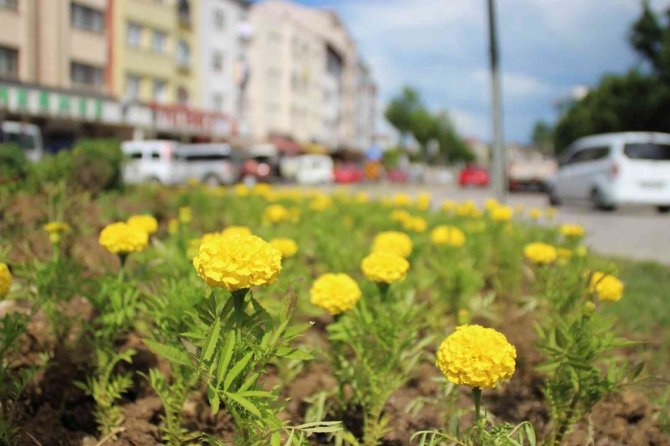 Ordu Yaz-kış Rengarenk
