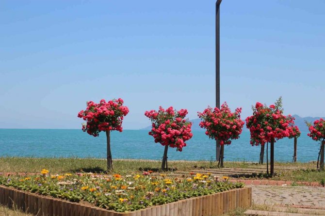 Ordu Yaz-kış Rengarenk