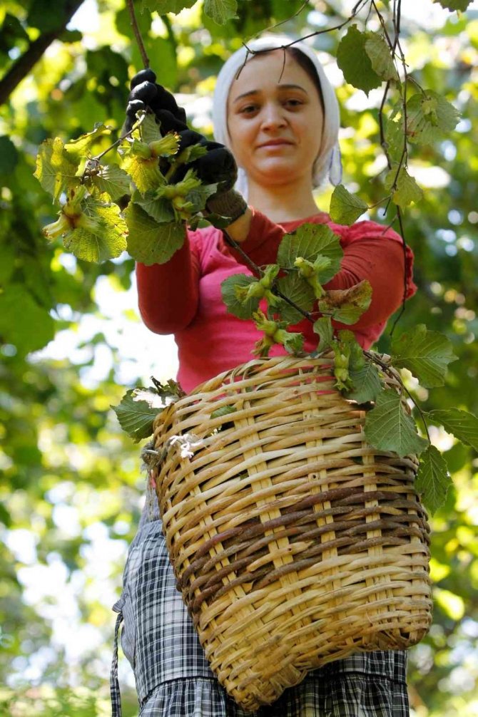 Fındıkta Yerli İşçi Sıkıntısı Kalmadı