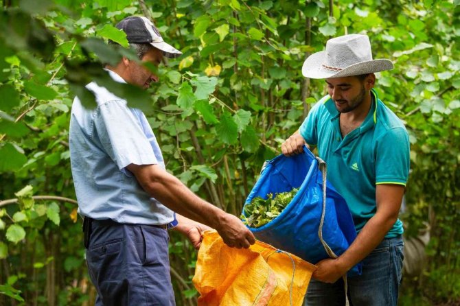 Fındıkta Yerli İşçi Sıkıntısı Kalmadı