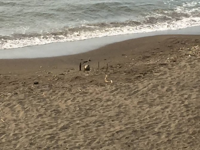 Rus Yapımı Mayın Tetikleyicisi Ordu Sahiline Vurdu