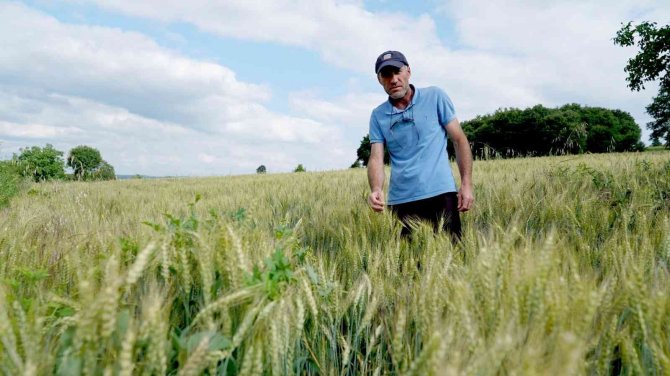 Üreticilere 3,5 Ton Buğday Tohumu Desteği