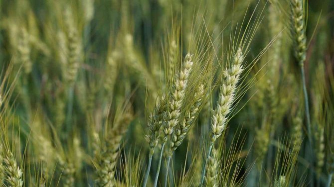 Üreticilere 3,5 Ton Buğday Tohumu Desteği