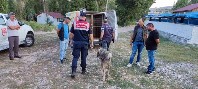 Hayvanları Aç Ve Susuz Bıraktı, Cezası Ağır Oldu
