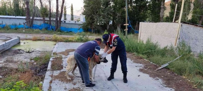 Hayvanları Aç Ve Susuz Bıraktı, Cezası Ağır Oldu