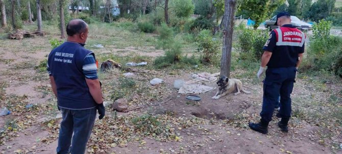 Hayvanları Aç Ve Susuz Bıraktı, Cezası Ağır Oldu