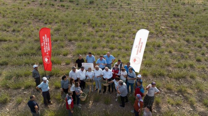 Muğla’da Lavanta Ve Biber Hasadı Coşkusu