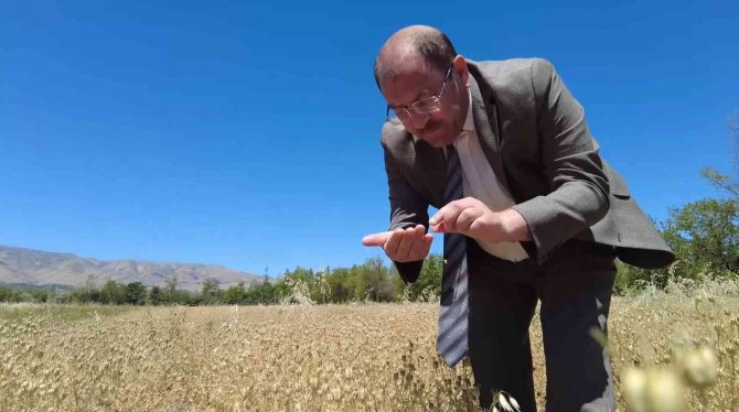 Erzincan’da İlk Defa Ekilen Çörek Otundan Verimli Sonuç Alındı