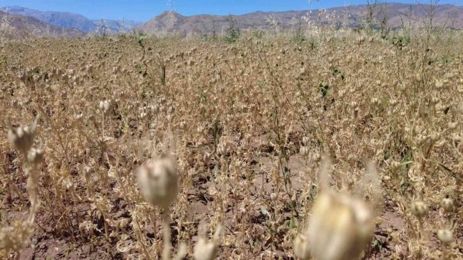 Erzincan’da İlk Defa Ekilen Çörek Otundan Verimli Sonuç Alındı