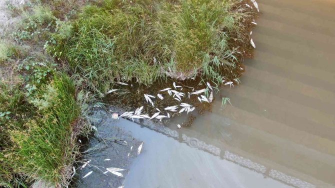 Toplu Balık Ölümleri Görenleri Tedirgin Ediyor