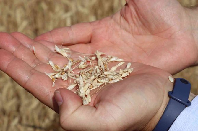 Çayırlı’da "Doğanın Sarı Gelini" Ayçiçeğinde Hasat Başladı