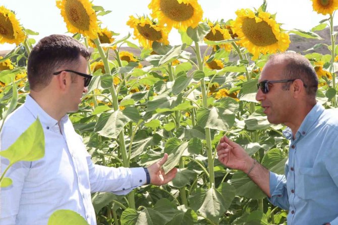 Çayırlı’da "Doğanın Sarı Gelini" Ayçiçeğinde Hasat Başladı