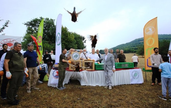 750 Adet Keklik Ve Sülün Omü’de Doğaya Bırakıldı