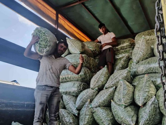 Satış Fiyatı 6-7 Tl’ye Düşen Fasulye Bu Kez Üreticisini Üzdü