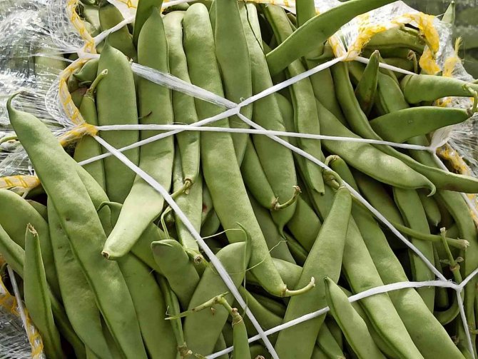 Satış Fiyatı 6-7 Tl’ye Düşen Fasulye Bu Kez Üreticisini Üzdü