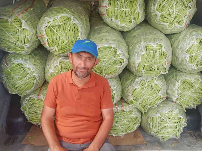 Satış Fiyatı 6-7 Tl’ye Düşen Fasulye Bu Kez Üreticisini Üzdü
