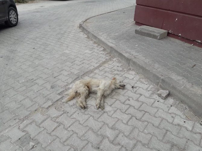 Bayraktar: "Hatay’da Bir Ayda 17 Kedi Ve Köpek Zehirlenerek Öldürüldü"