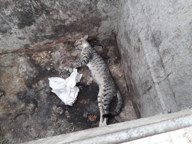 Bayraktar: "Hatay’da Bir Ayda 17 Kedi Ve Köpek Zehirlenerek Öldürüldü"