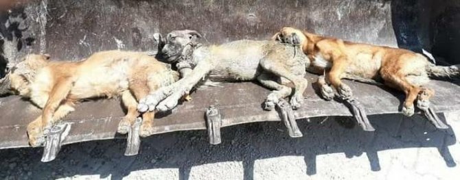 Bayraktar: "Hatay’da Bir Ayda 17 Kedi Ve Köpek Zehirlenerek Öldürüldü"