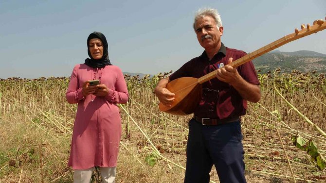Adana’da Sazlı Sözlü Ayçiçek Hasadı