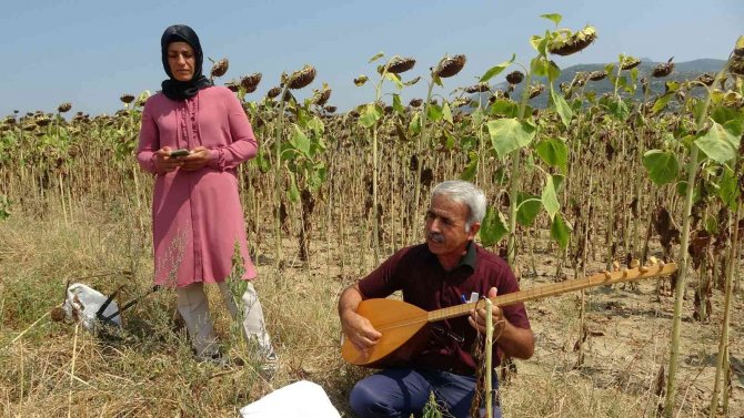 Adana’da Sazlı Sözlü Ayçiçek Hasadı