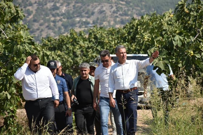 Başkan Erol, İncir Hasadına Katıldı