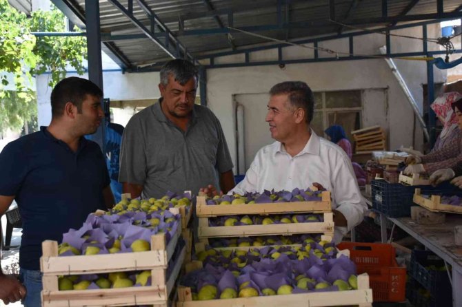 Başkan Erol, İncir Hasadına Katıldı
