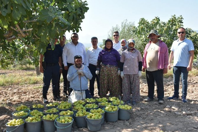 Başkan Erol, İncir Hasadına Katıldı