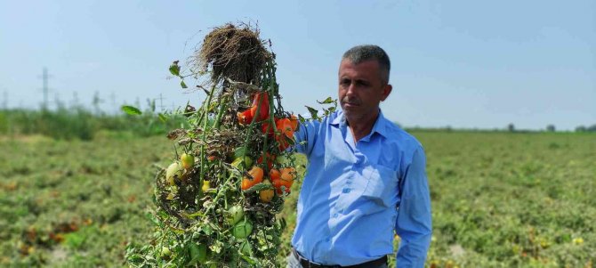 Hasada Sayılı Günler Kala Binlerce Dönüm Domates Kurudu
