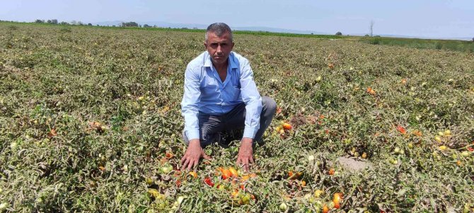 Hasada Sayılı Günler Kala Binlerce Dönüm Domates Kurudu