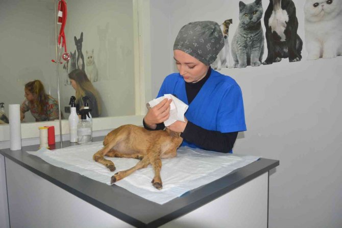 Yavru Karaca Hayata Döndürüldü