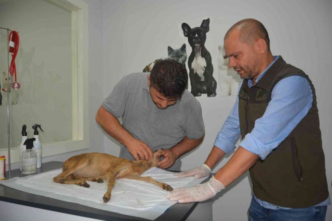 Yavru Karaca Hayata Döndürüldü