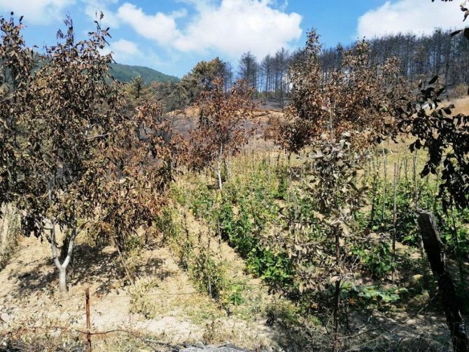 Emet’te Orman Yangını Sonrası Ürünlerde Zarar Tespit Çalışması