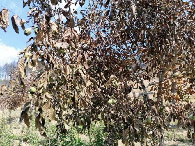 Emet’te Orman Yangını Sonrası Ürünlerde Zarar Tespit Çalışması