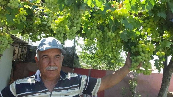 Balıkesir’de İşçi Emeklisi Vatandaş Kendini Yeşile Adadı