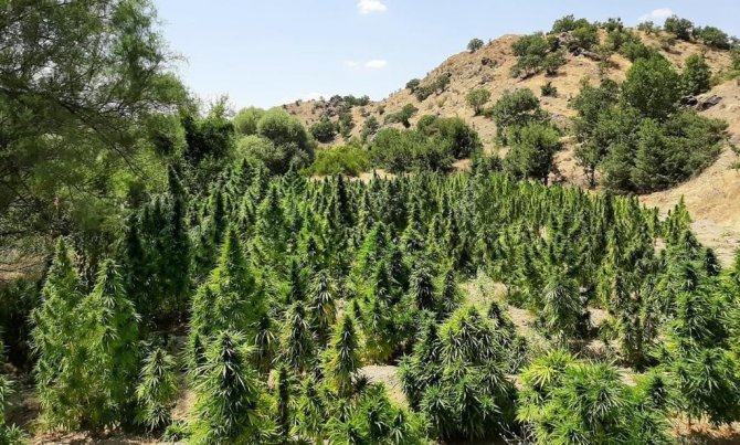 İ̇çişleri Bakanlığı Duyurdu: 70 Ayrı Noktada 1 Milyon 150 Bin Kök Kenevir İle Çok Miktarda Skunk Ele Geçirildi