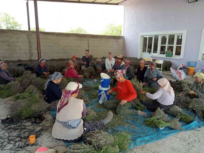 Kuyucak Köyünde Lavanta Hasadı Başladı