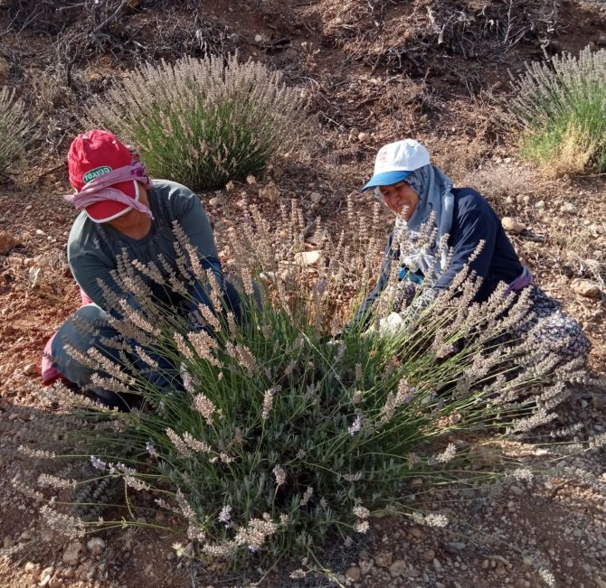 Kuyucak Köyünde Lavanta Hasadı Başladı