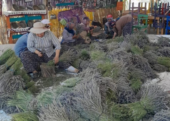 Kuyucak Köyünde Lavanta Hasadı Başladı