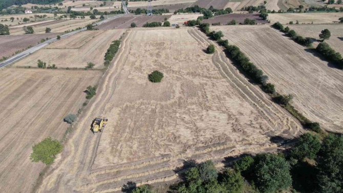 Devlet Hibe Etti, Çiftçinin Siyez Üretim Maliyeti Düştü