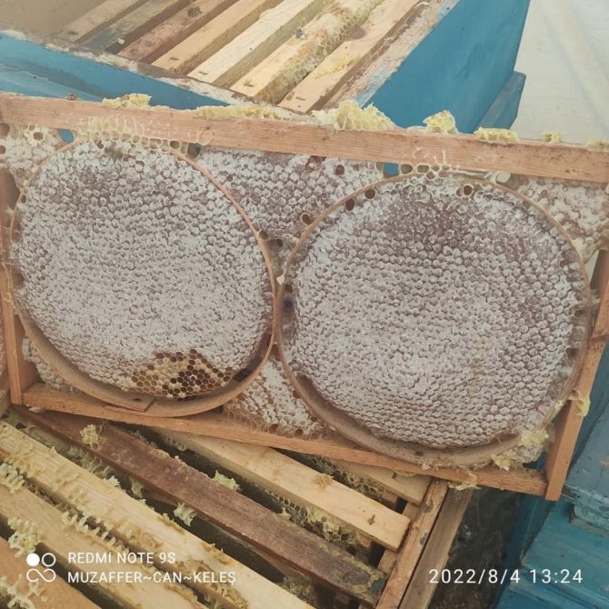 Darende’de Bal Sağım Ve Süzme Mesaisi