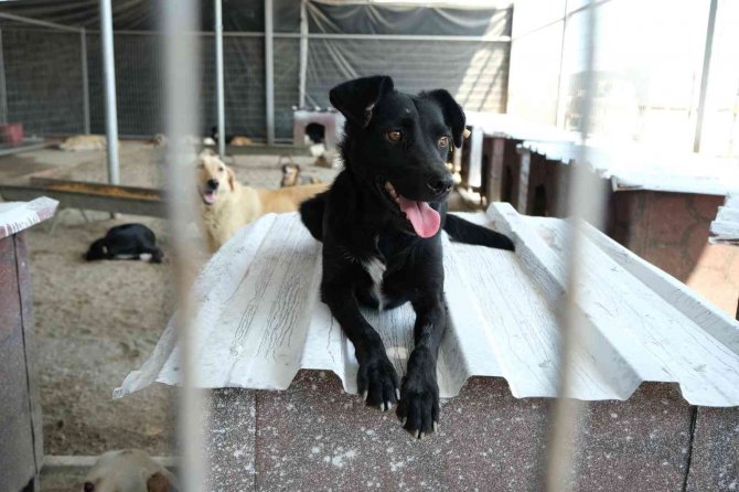 Turgutlu’da Gıda Atıkları Sokak Hayvanlarına Mama Oldu
