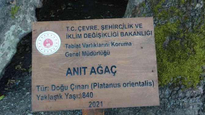 Muğla’da 842 Yaşındaki Ağaç Koruma Altında