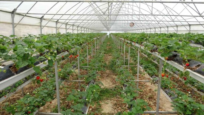 Hobi Olarak Başladıkları Topraksız Tarım Meslek Sahibi Yaptı